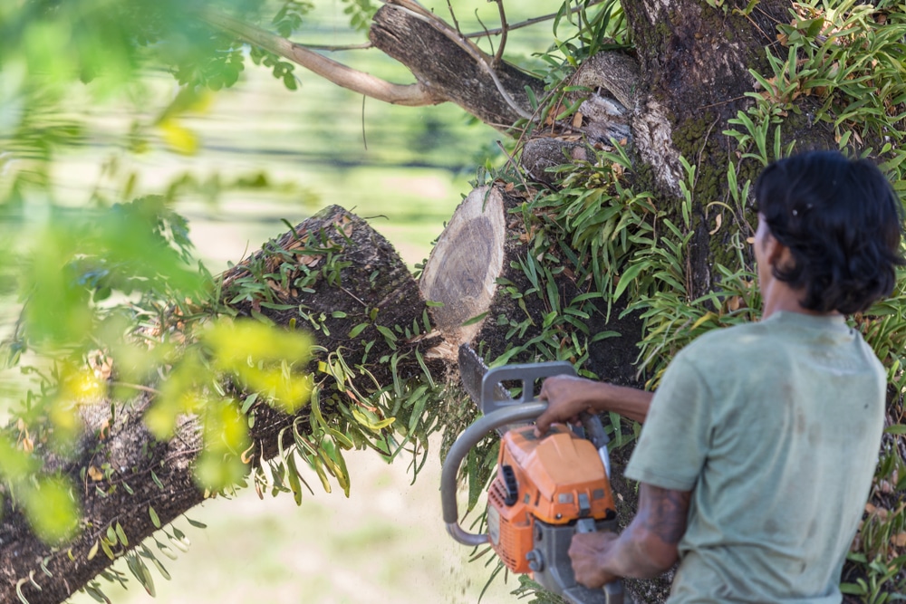 Elagage d'arbres à proximité de Feurs